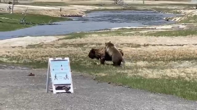 Bear vs. Bison